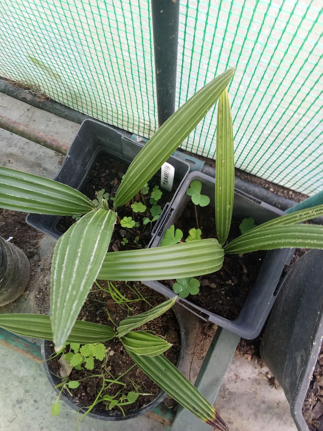 Tamareiras com 15cm