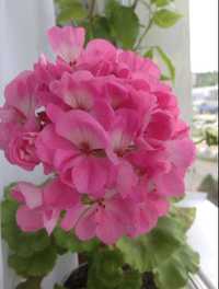 Герань постоянно цветущая розовая с белой серединкой, Пеларгония