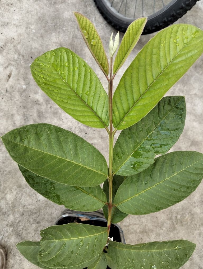 Muda de Goiabeira