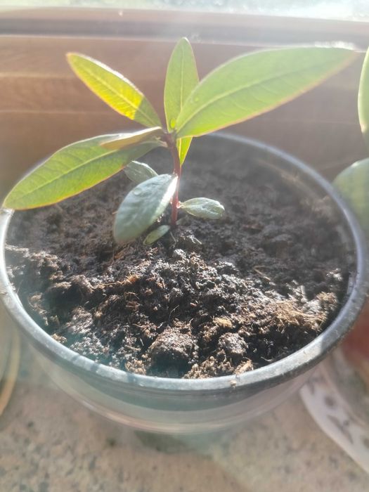 Oleander sadzonka