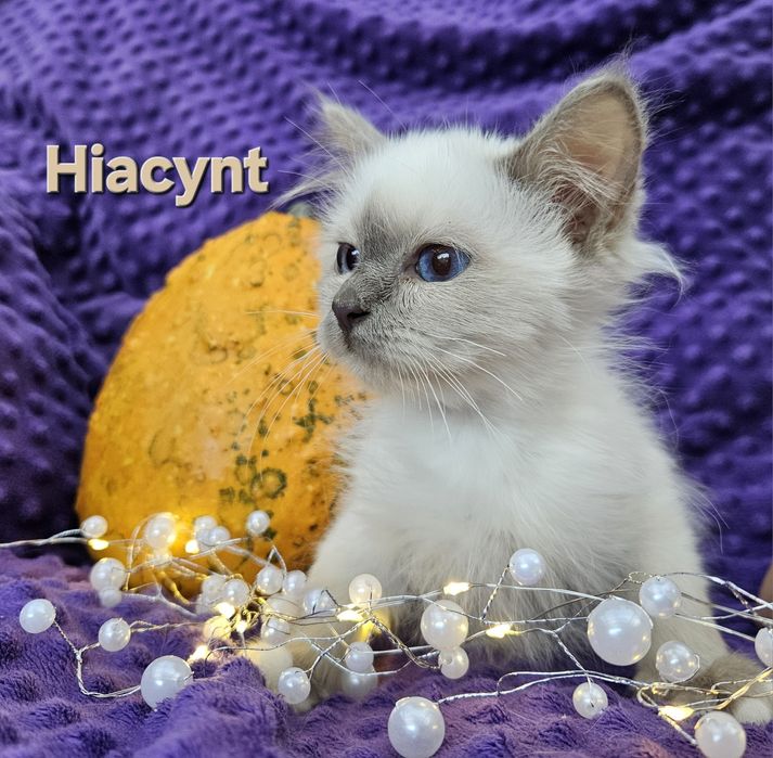 Święty Kot Birmański