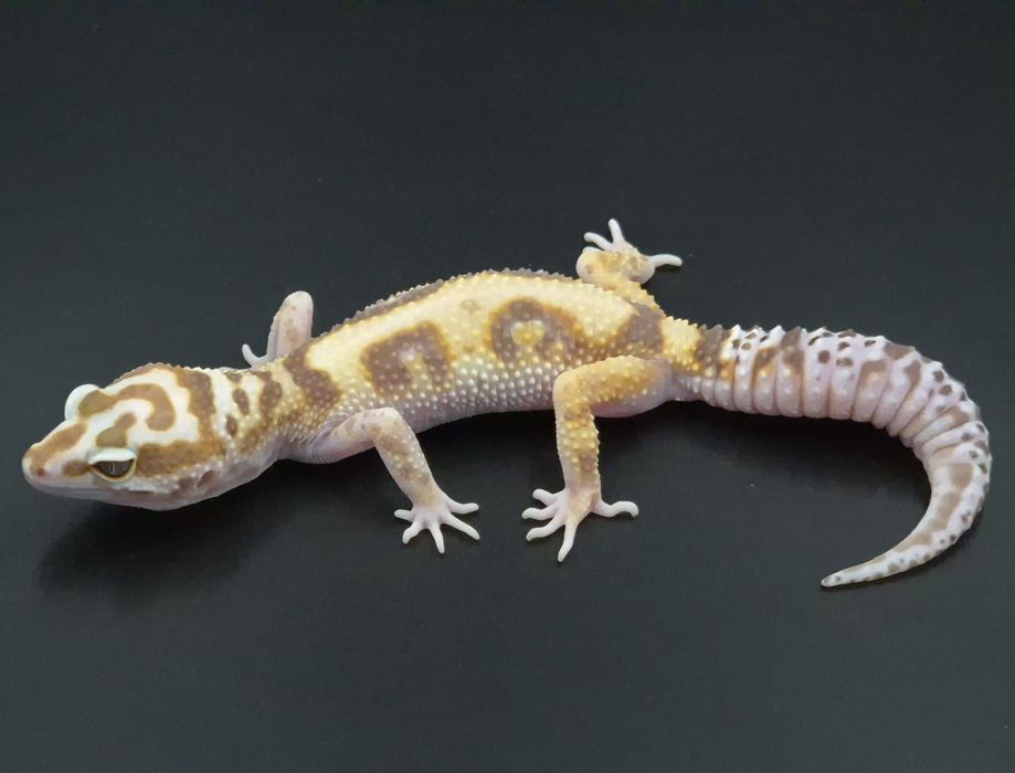 Gekony lamparcie / Eublefary lamparcie