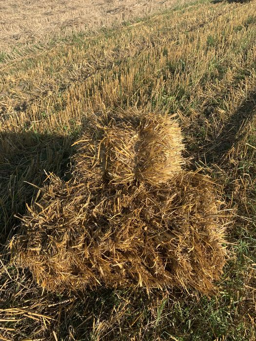 Солома свіжий врожай 2025 • Пшенична та вівсяна • с. Добросин