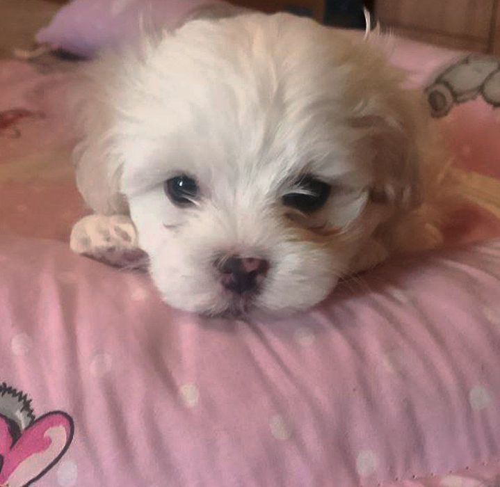 Щенки  Мальтезе.