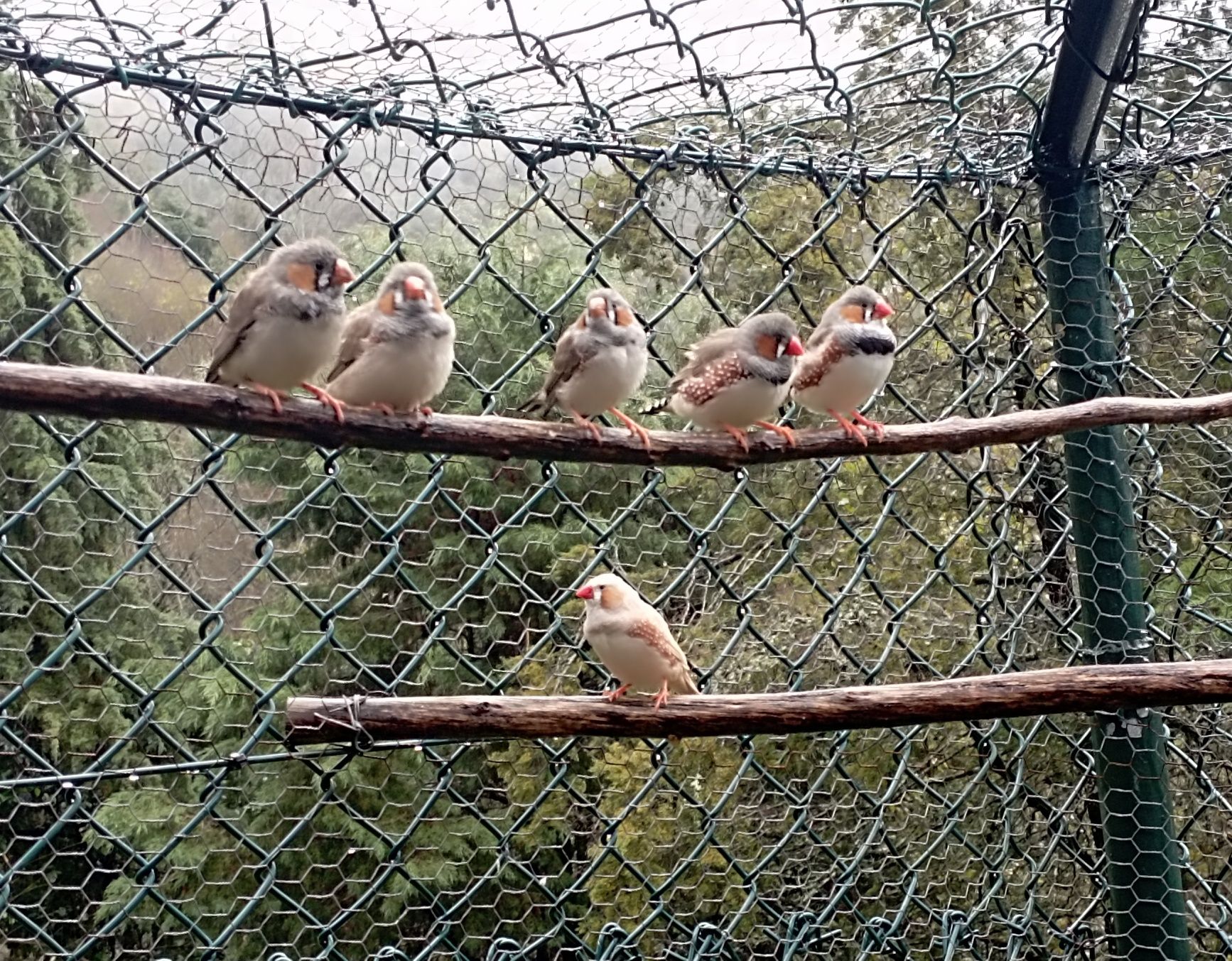 Mandarins Machos