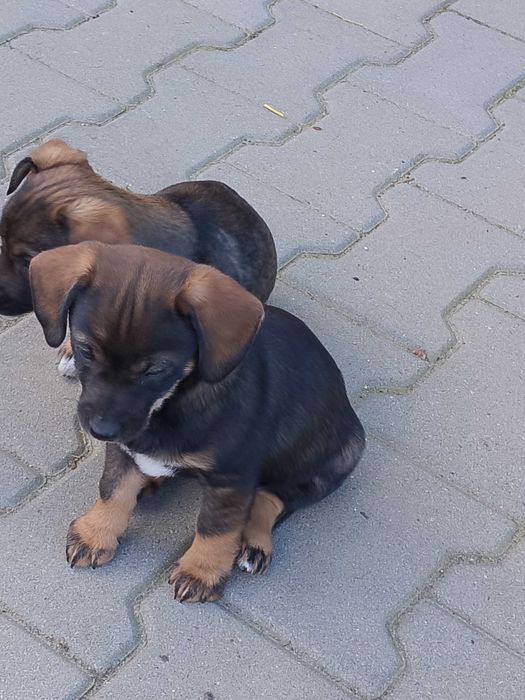 Oddam pieski w dobre ręce
