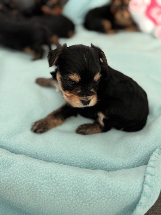 Yorkshire terrier piesek uci