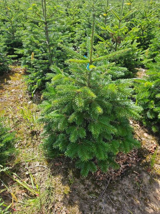 Jodła kaukaska w donicy choinki świerk