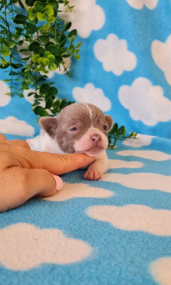 Excecional Chihuahua/chihuahua de Qualidade