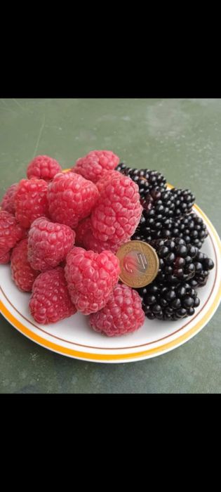 Maliny jeżyny  sadzonki