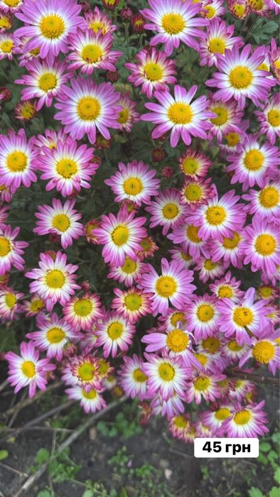 Хризантема різнокольорова