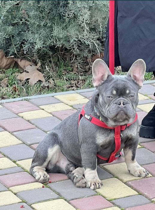 Голубоока дівчинка