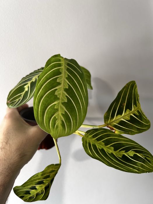 Maranta lemon lime