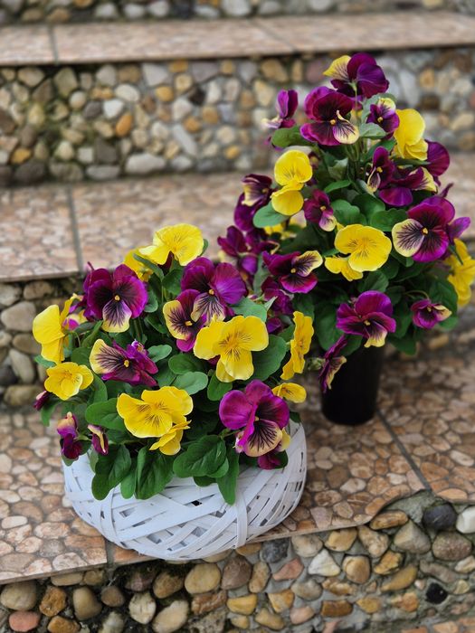 Kompozycja z bratków