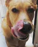 Hotel para cães em estadia familiar - Lisboa