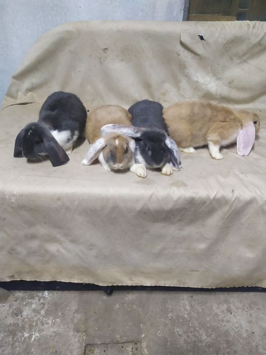 Кролі Французький баран