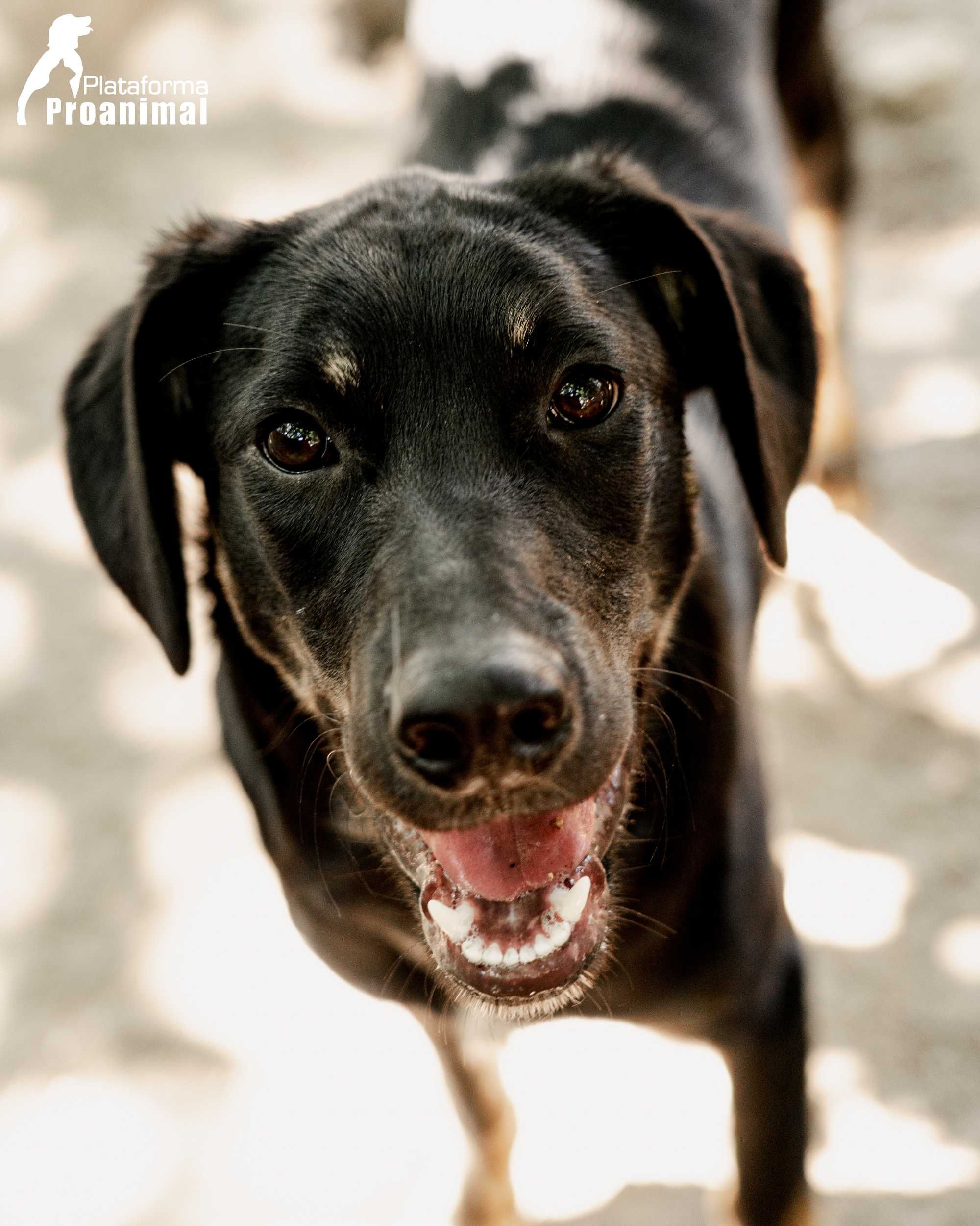 FRODO - Cãozinho para Adoção