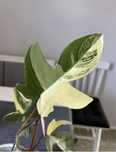 Philodendron florida Beauty filodendron nieukorzeniony
