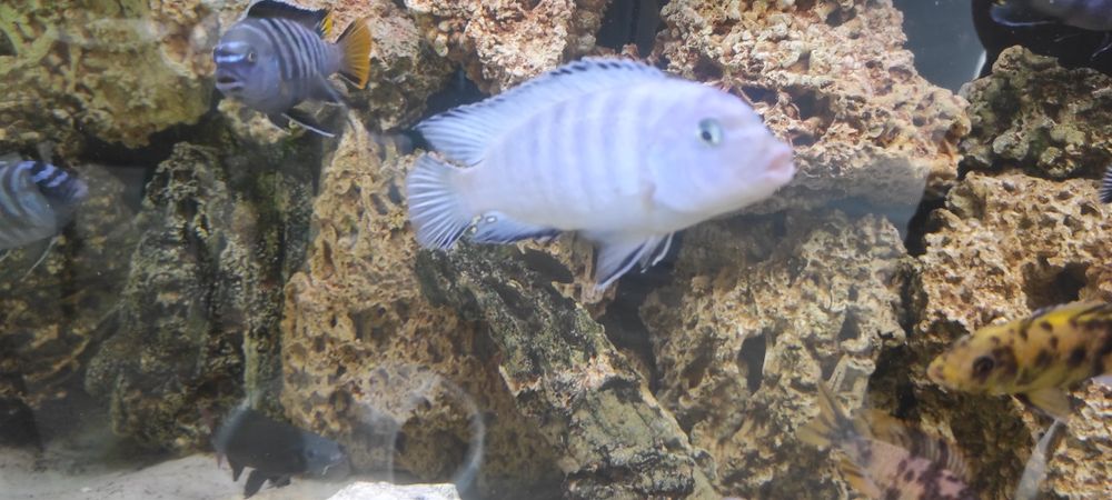 Rybki akwariowe Pyszczak socolofi młode