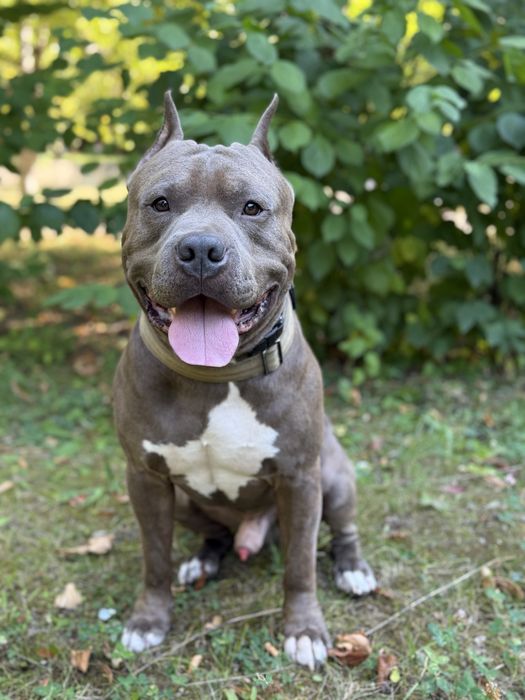 Американський стаффордширський терʼєр - кобель для вʼязки