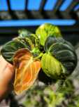Philodendron Melanochrysum variegata filodendron melanochryzum