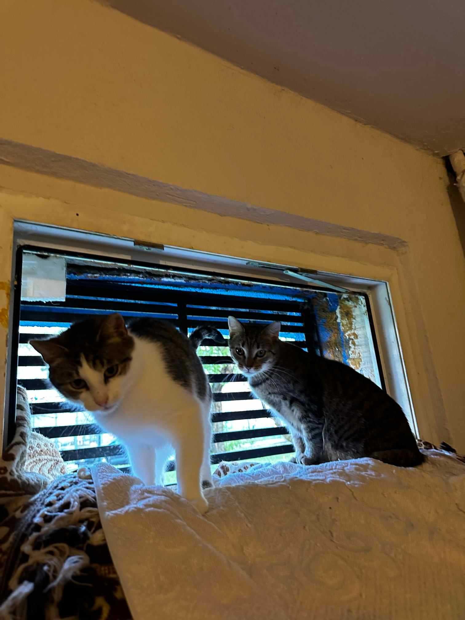Dwie kocie przyjaciółki szukają domu!