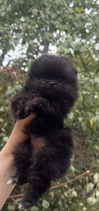 Pomeranian dziewczynka czarna mini