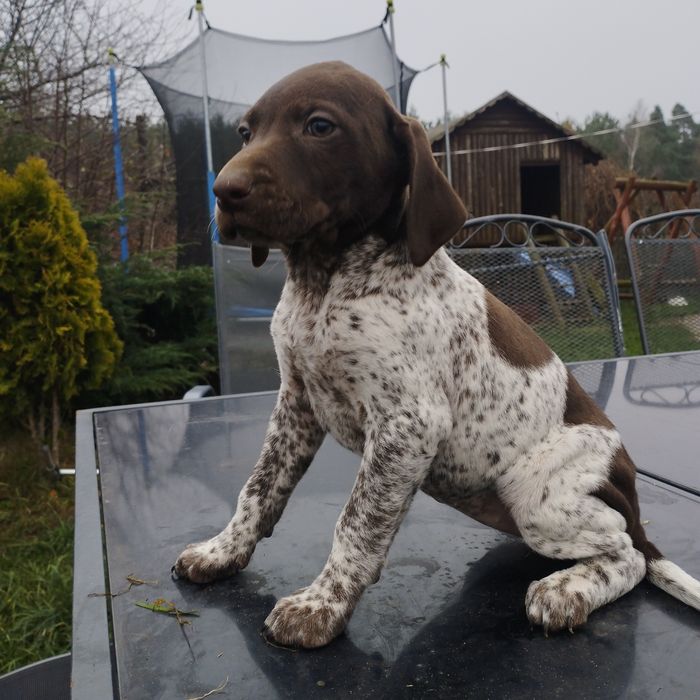 Wyżeł Niemiecki Krótkowłosy