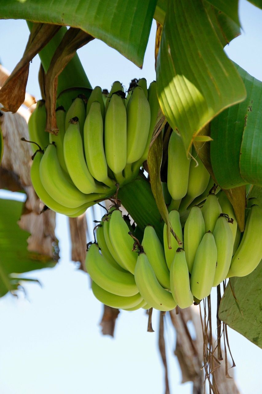 Bananowiec Musa Grand Nain JADALNY BANAN