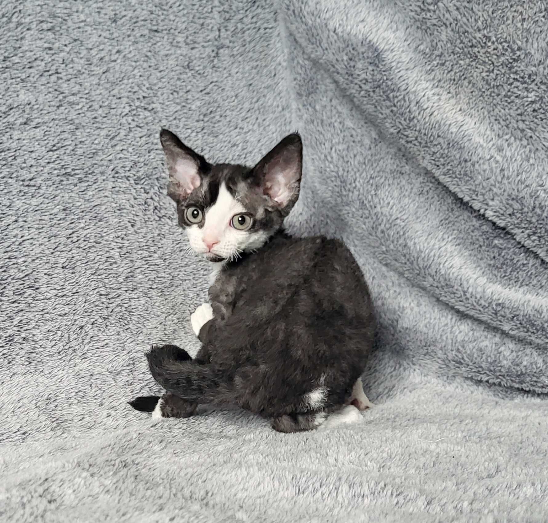 Kocurek Devon Rex z rodowodem FPL