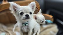 Chihuahua chłopiec zkwp/FCI