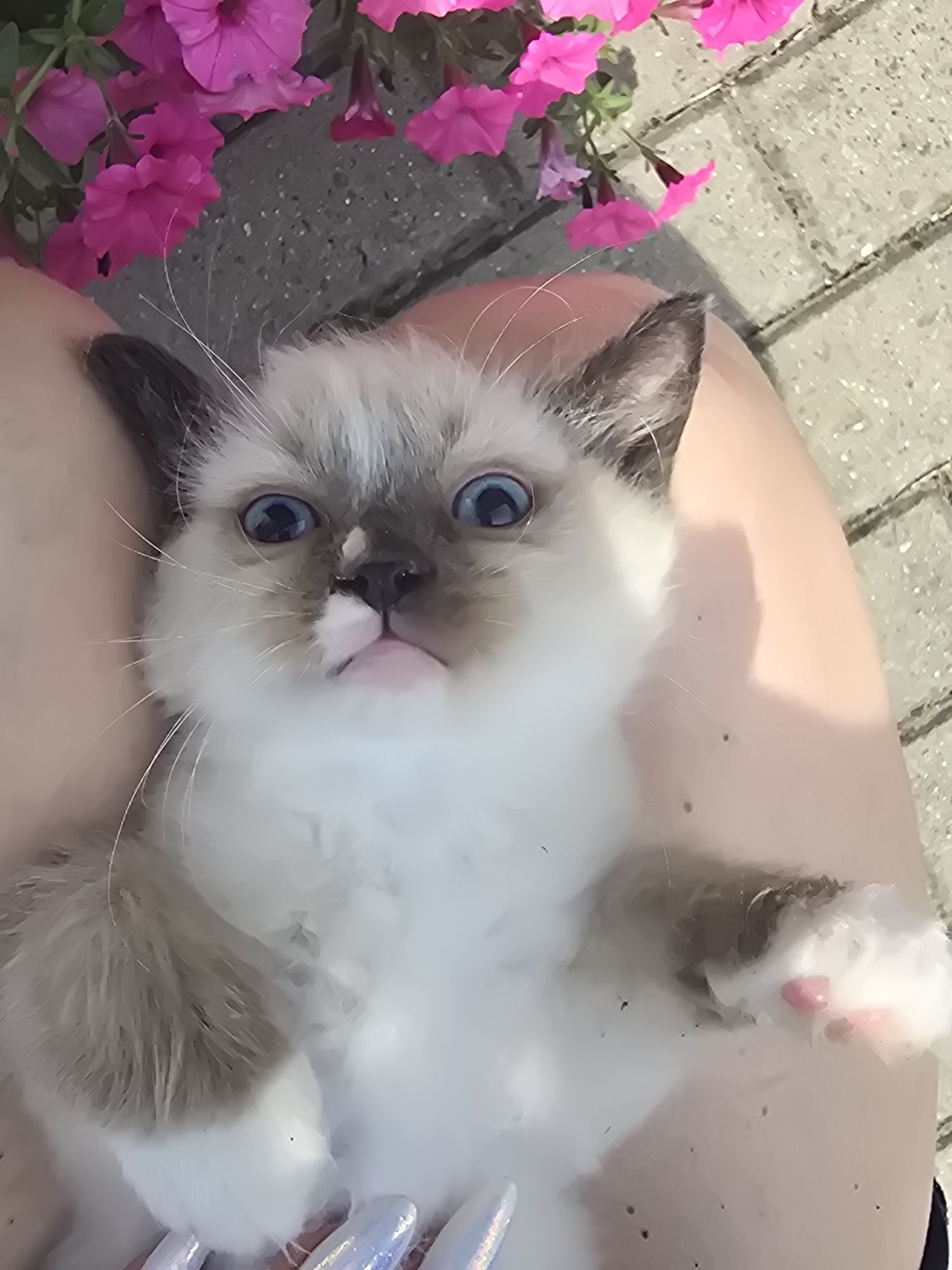 Kocurek ragdoll gotowy do odbioru