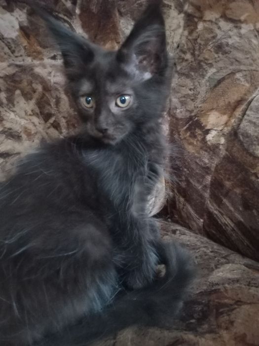 Czarny kocurek Maine Coon
