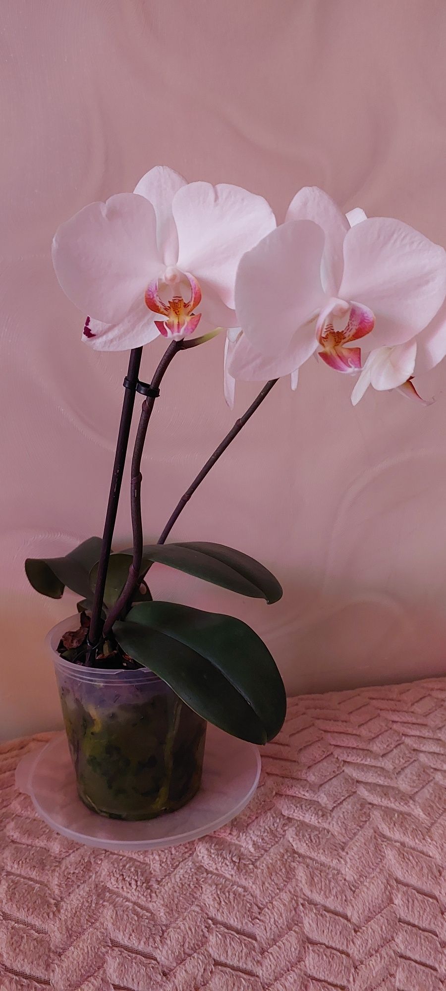 Домашние орхидейки.
