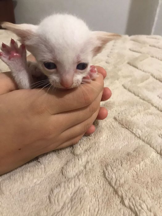 Gatinhos bebés para adoção responsável