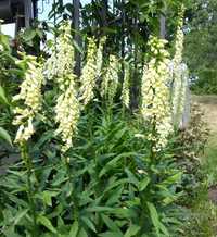 Digitalis lutea. Наперстянка жовта (багаторічна)