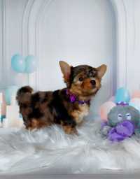 Piesek Yorkshire terrier merle