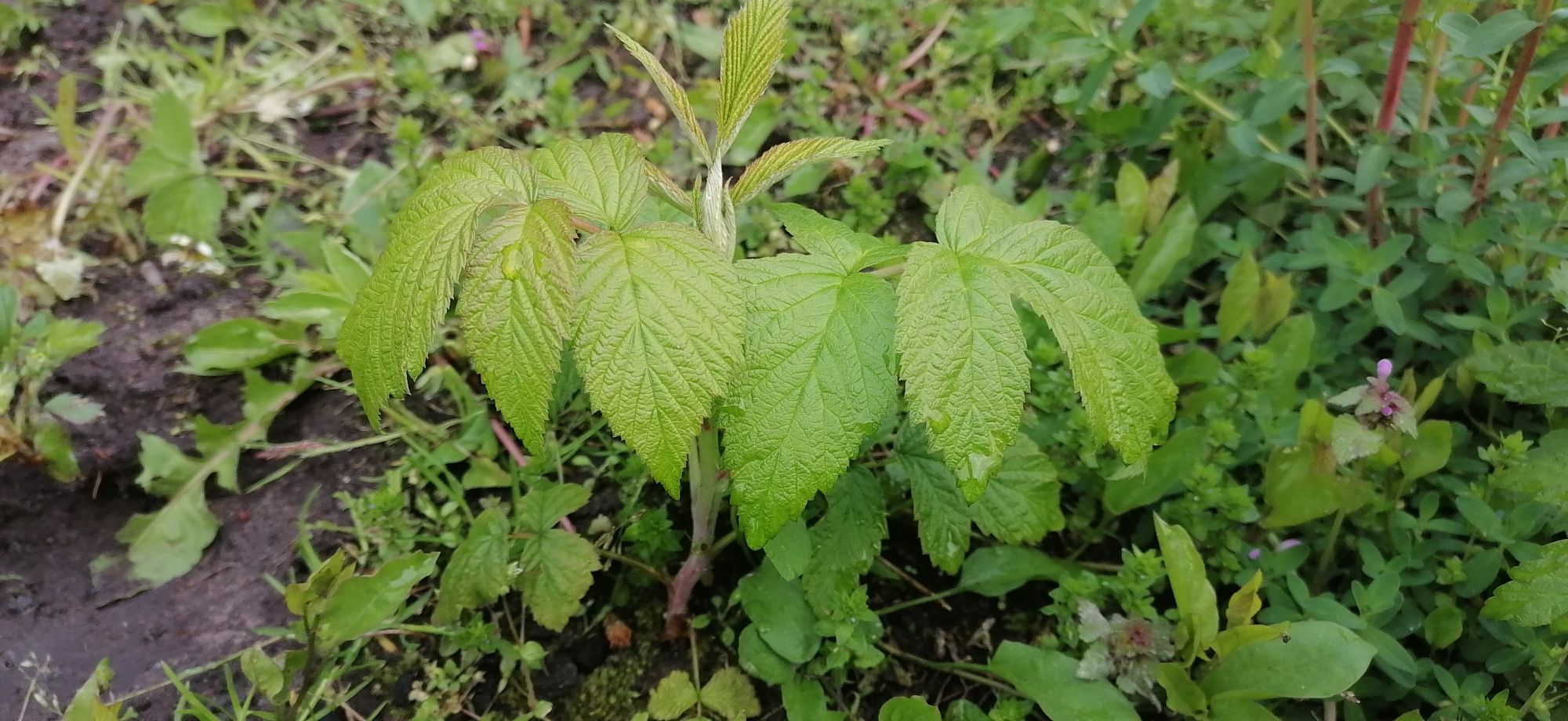 Sadzonki Maliny wczesne, duże owoce