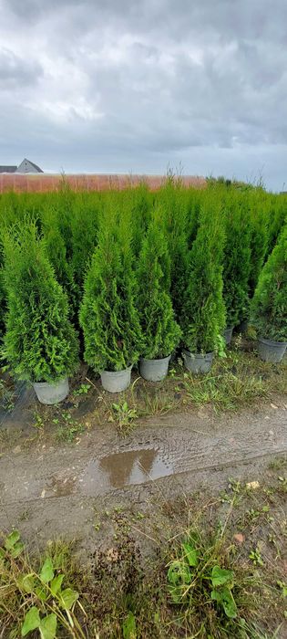 Tuja Szmaragd 140-160 cm w 7,5/10L donicy