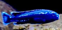 Pseudotropheus cyaneorhabdos maingano