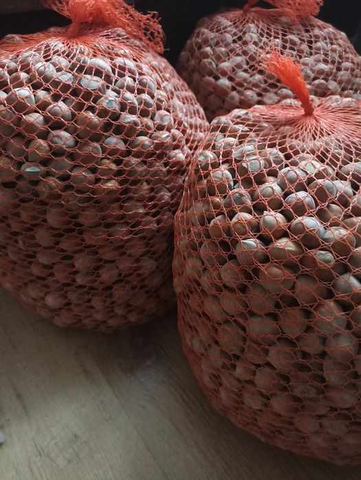 Orzechy laskowe (kataloński)