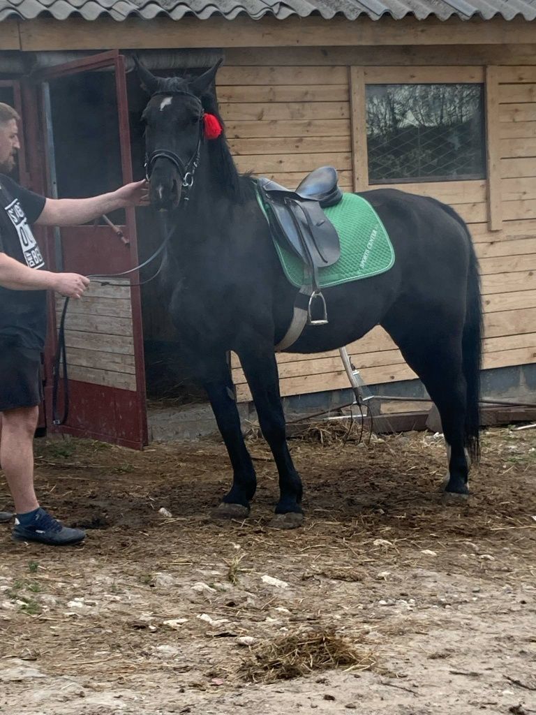 Klacz śląska 10 letnia