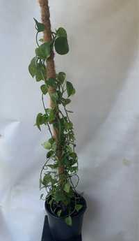Epipremnum  roślina pnąca