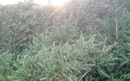 Odstąpię gałęzie świerka.