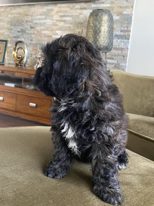 Śliczna sympatyczna sunia