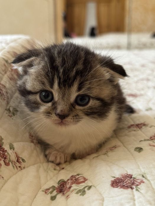 Продаю Шотландские вислоухие кошки