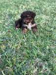 Caniche  toy lindo menino chocolate
