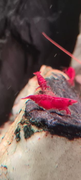 Krewetki Red Cherry ladnie wybarwione