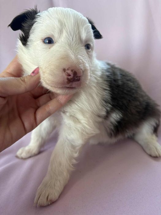 Border Collie suczka Koka czekoladowa niebieskie oczy