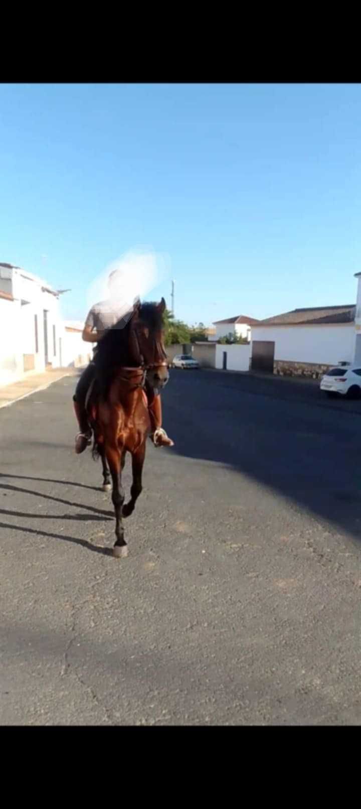 Vendo cavalo castanho com 5 anos